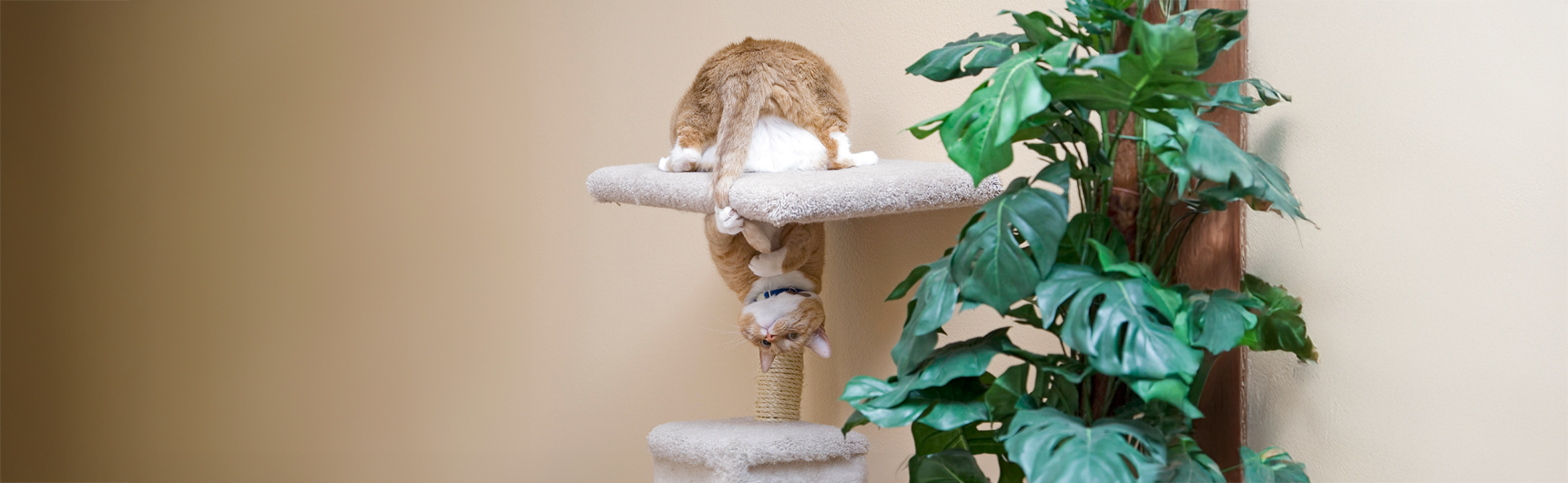 cat stuck in toy