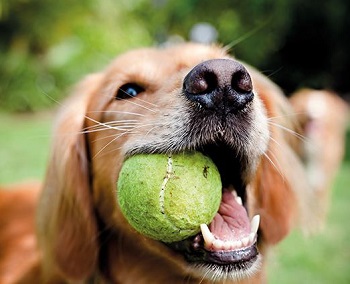 Naughty Lab image