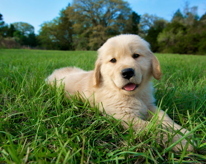 Southern Cross Pet Insurance - member offer A puppy laying in the grass